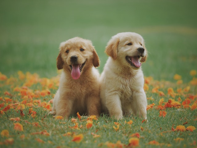 お花と２匹の犬
