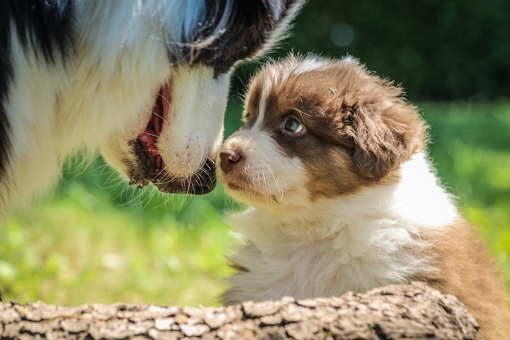 親犬と子犬