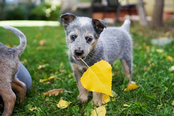 黄色い落ち葉を加える子犬