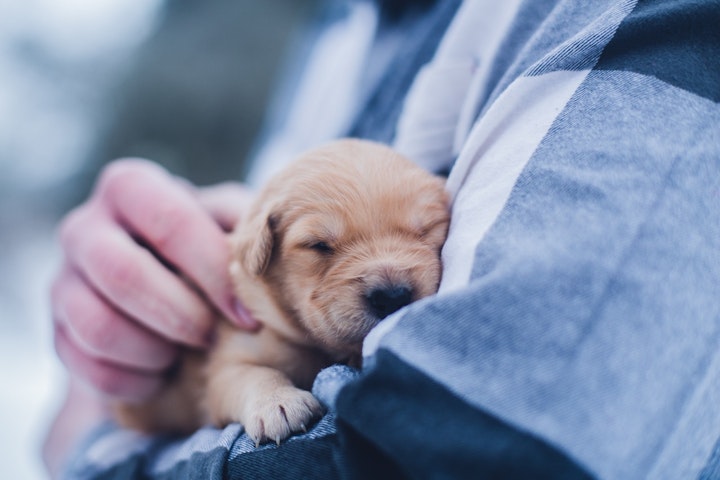 人に抱かれる子犬