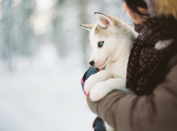 抱きかかえられるハスキー子犬