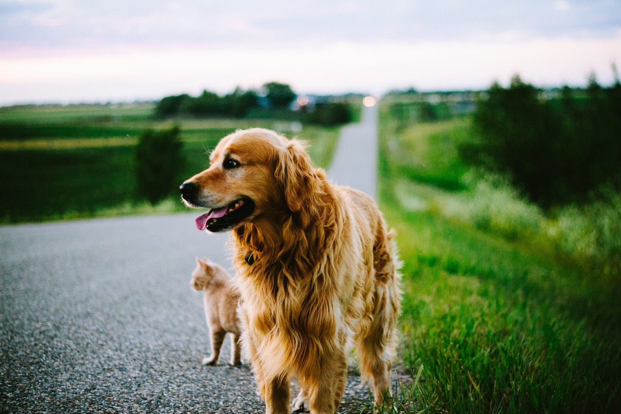 日本のペットショップは少し特殊？動物の福祉の観点から考えてみる