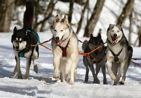 犬と人の五感の違い！犬の世界の見え方のアイキャッチ画像