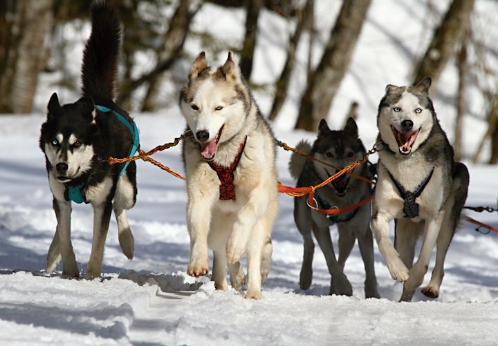 犬と人の五感の違い！犬の世界の見え方 - CHERIEE あにまるマガジン