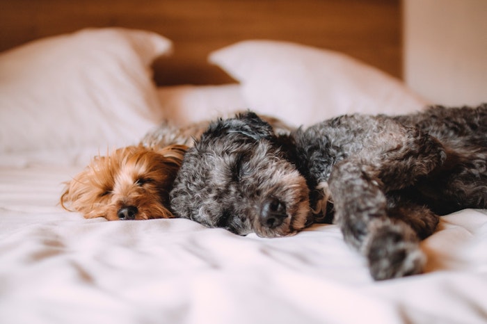 犬 睡眠時間 眠る 睡眠 犬種 年齢　病気
