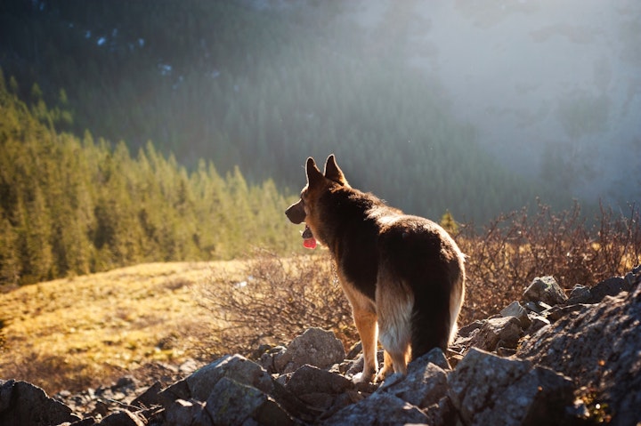 大自然の中の犬