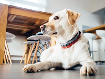 意外と知らない？「ほじょ犬」の一つ、介助犬のお仕事を紹介のアイキャッチ画像