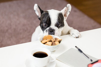 犬の早食いを防止!悪影響の理由と5つの改善方法のアイキャッチ画像