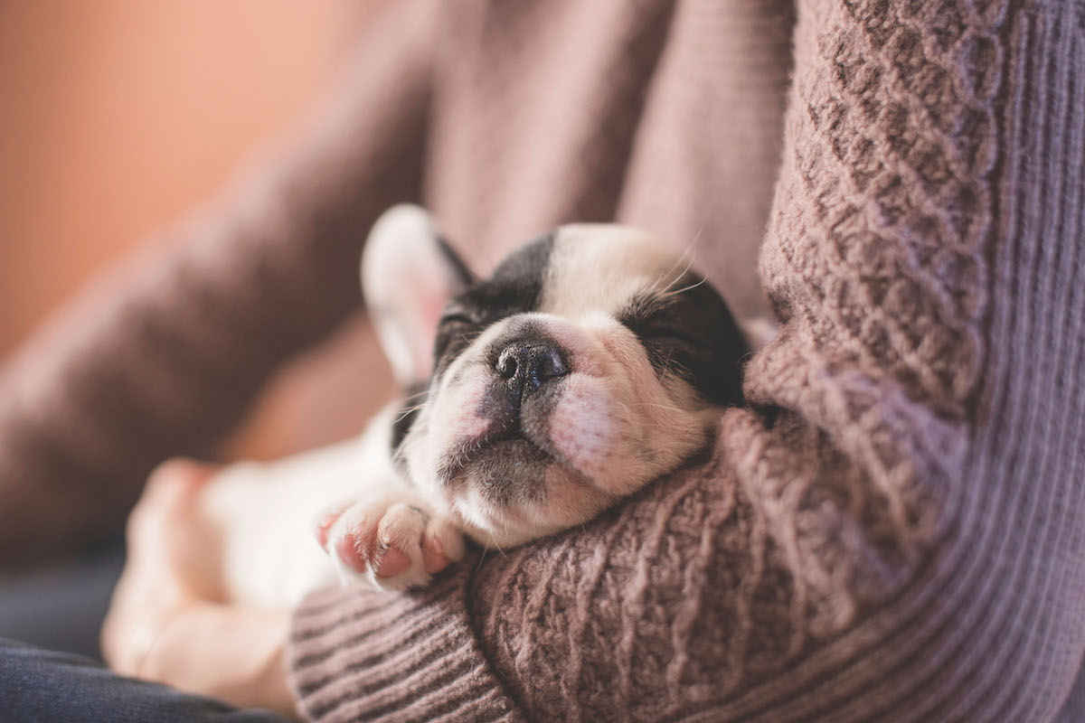 心も身体も揉みほぐす！ドッグマッサージのメリットと正しいやり方