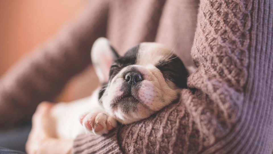 心も身体も揉みほぐす!ドッグマッサージのメリットと正しいやり方