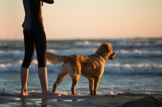 海を見つめる犬と人