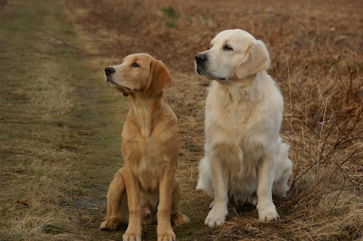 揃って左を向く二匹の犬