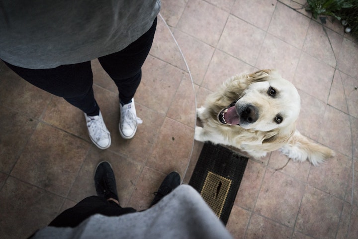 上目遣いで見上げる犬