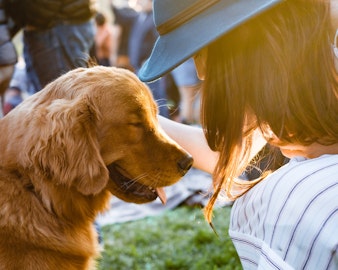 改めて知る！長い歴史を持つ「ほじょ犬」、盲導犬のお仕事のアイキャッチ画像