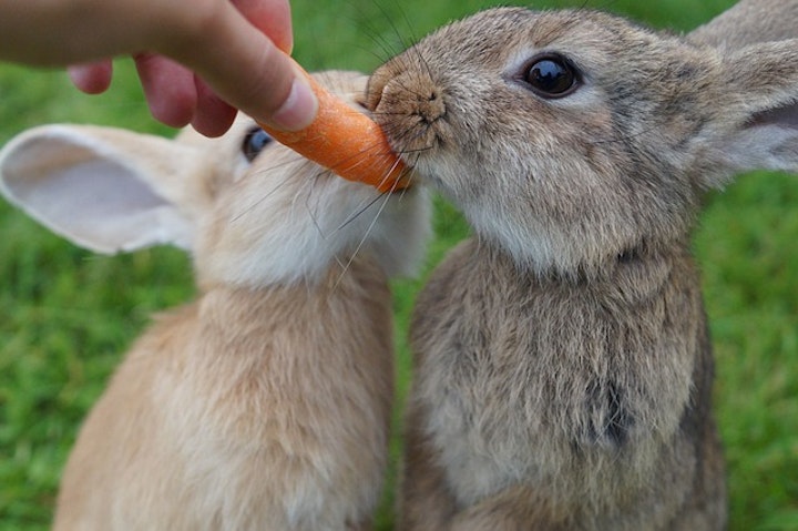 人参を食べているうさぎ