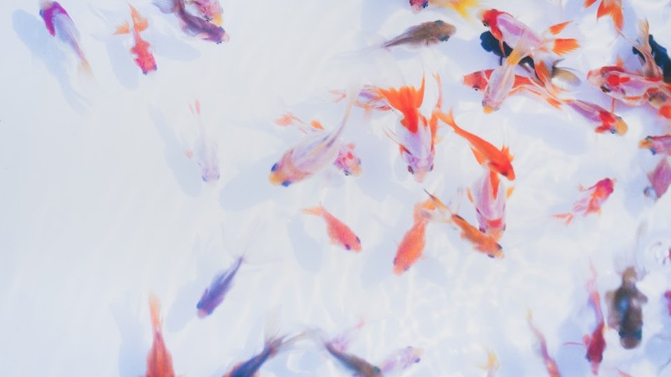 お祭りの金魚すくいってどうなの?長生きさせるコツなど