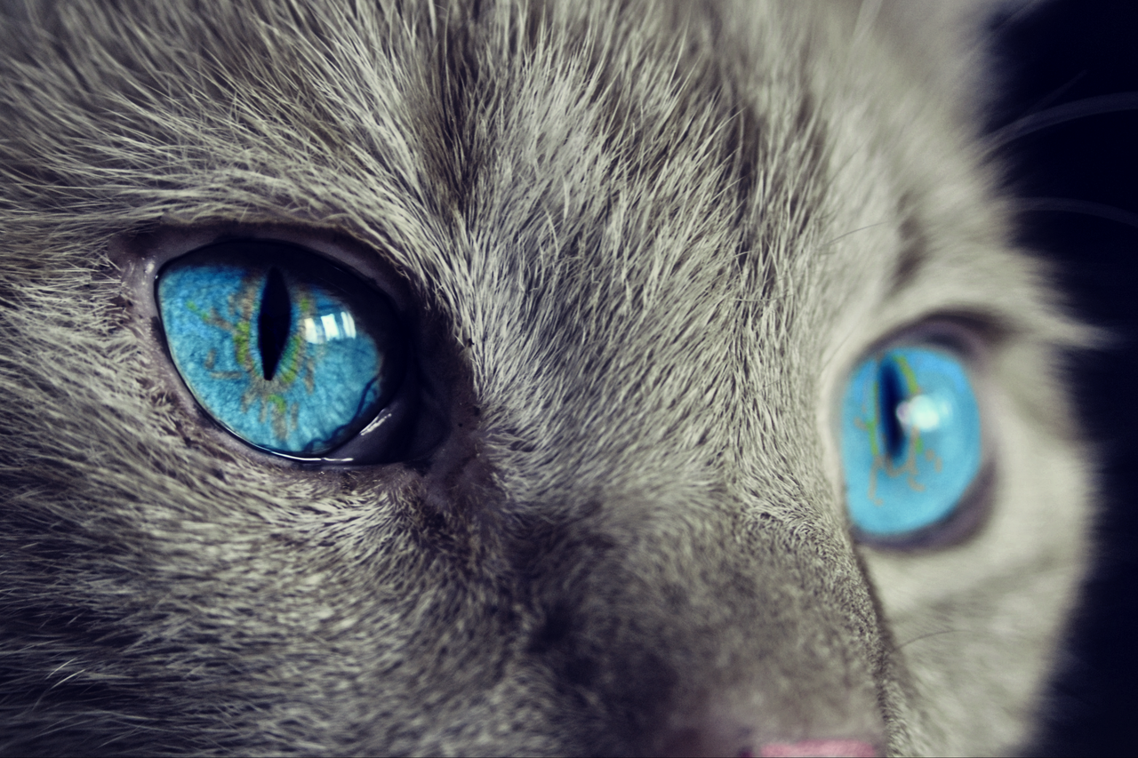 猫と人の五感の違い！猫の世界の見え方