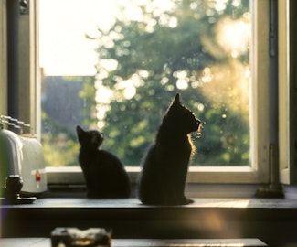 美しい毛並みと高貴な顔立ち!ネベロングってどんな猫?のアイキャッチ画像