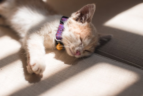 猫にお風呂って必要なの?入れ方とその頻度を紹介!のアイキャッチ画像