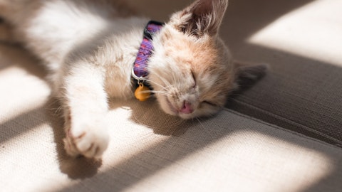 猫にお風呂って必要なの?入れ方とその頻度を紹介!のアイキャッチ画像