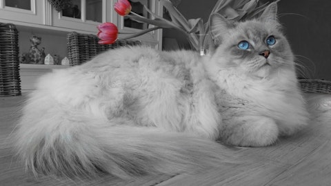 愛猫の体質・目的や用途別に使い分ける!猫用シャンプーの選び方のアイキャッチ画像
