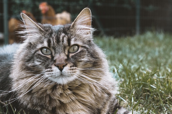 長毛の猫