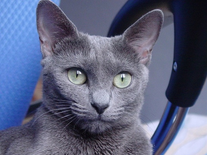 Russian-blue