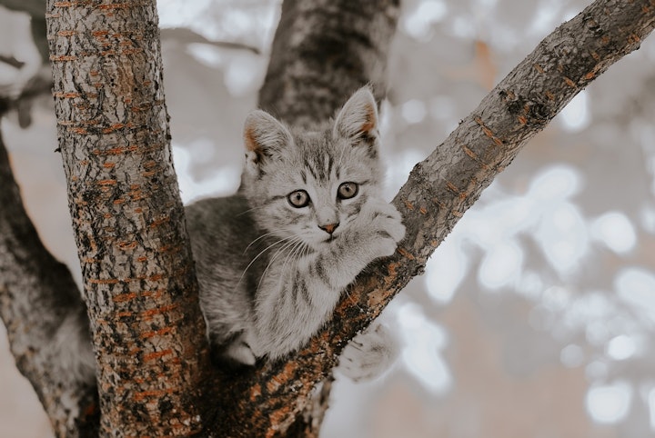 木登り猫