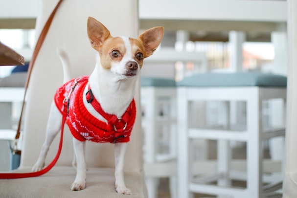 【厳選】愛犬にぴったり！おしゃれで個性的な首輪10選のアイキャッチ画像