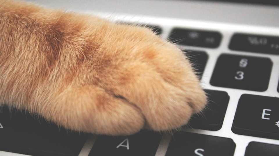 【ペットと企業】犬や猫と一緒に仕事ができる企業は実際に存在するのか?