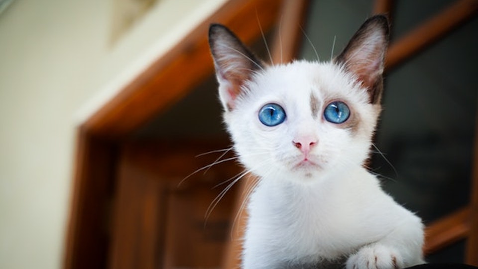 猫を迎える前に準備しよう!必要なものリスト。