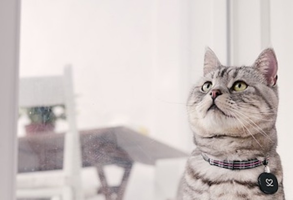 猫界の人気ナンバーワン！アメリカンショートヘアについて紹介！