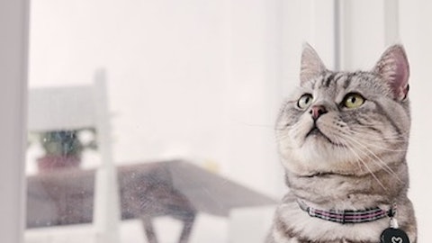 猫界の人気ナンバーワン!アメリカンショートヘアについて紹介!のアイキャッチ画像
