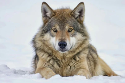 犬のルーツをたどる!野生のオオカミからイエイヌ化した歴史のアイキャッチ画像