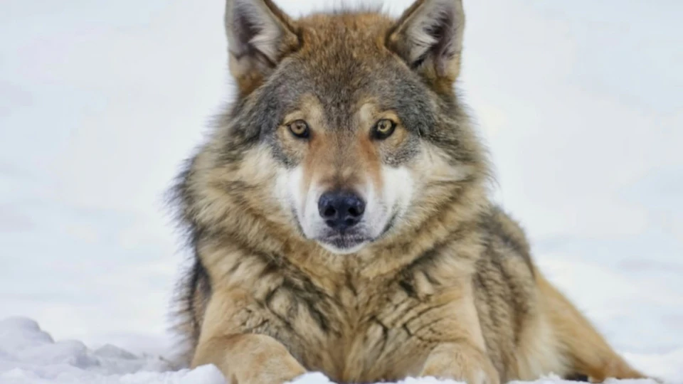 犬のルーツをたどる!野生のオオカミからイエイヌ化した歴史