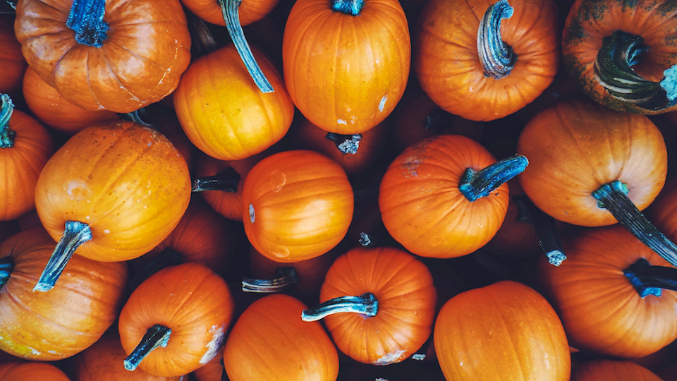 ハロウィンに着たい!犬・猫の可愛いコスプレ特集【被り物・二足歩行】