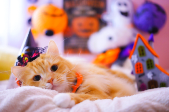 ハロウィン 可愛すぎる犬 猫のコスプレ販売サイトまとめ 18最新 シェリー ペットの幸せを一緒に考える
