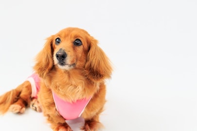 これは良い!エリザベスカラーに代わる術後服「エリザベスウエア」が凄い。のアイキャッチ画像