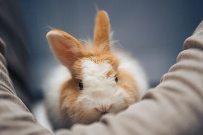 室内で楽しい時間を過ごそう！うさぎとの遊び方と注意点。のアイキャッチ画像