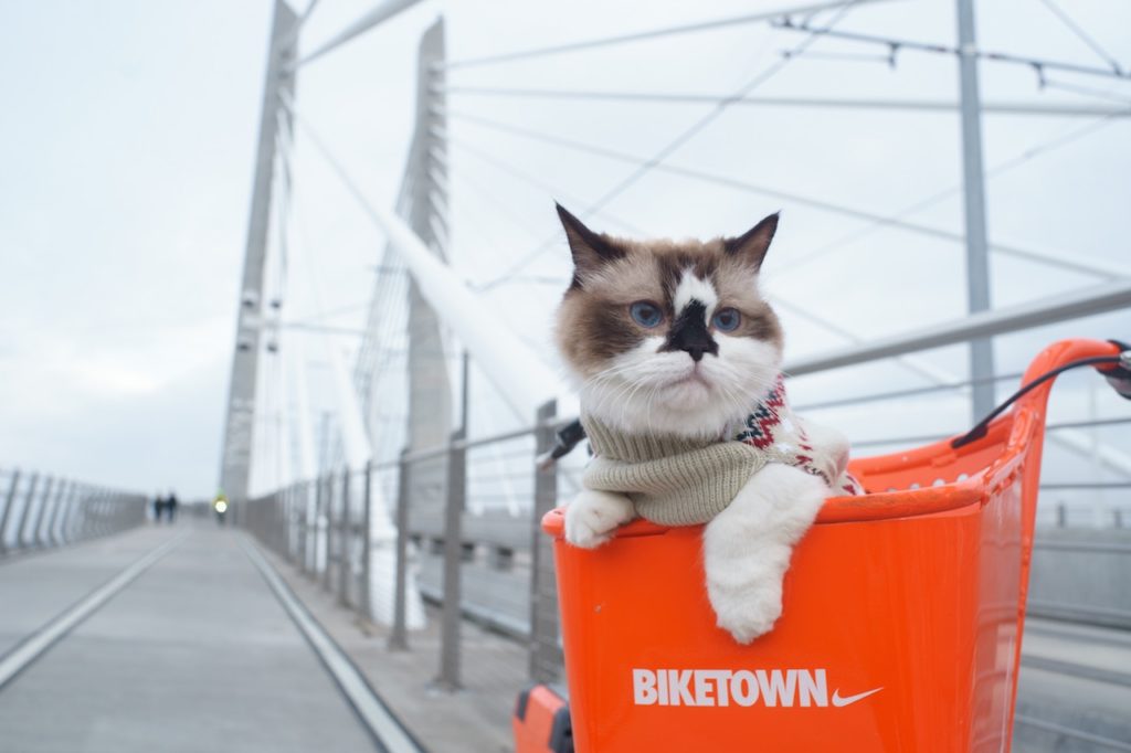自転車カゴに乗せられる猫