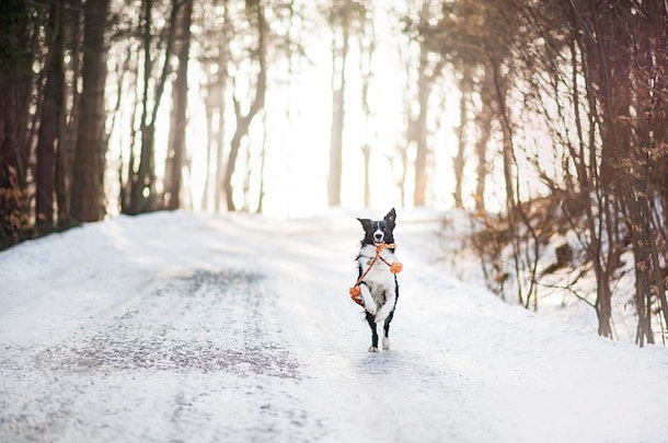 極寒の地の狩猟犬！「ライカ」と名前につく犬種まとめ！のアイキャッチ画像