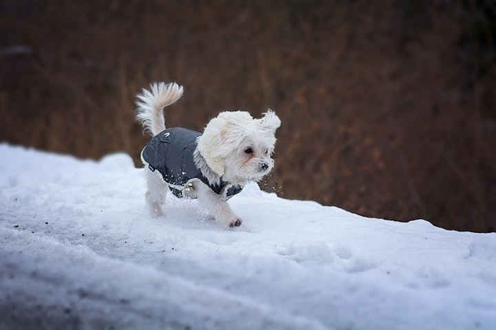 室内犬の寒さ対策6選