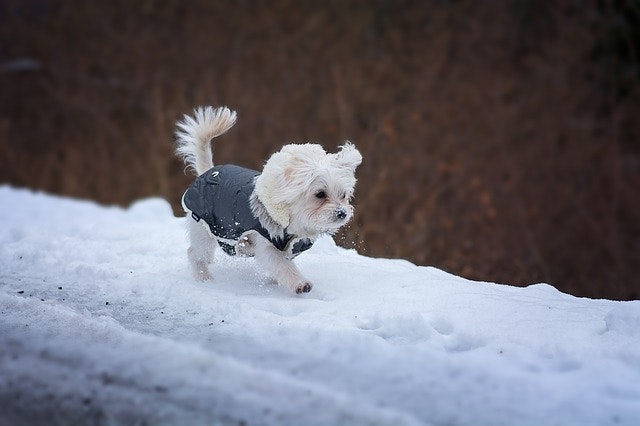 犬,寒い,寒さ対策,防寒,散歩,冬
