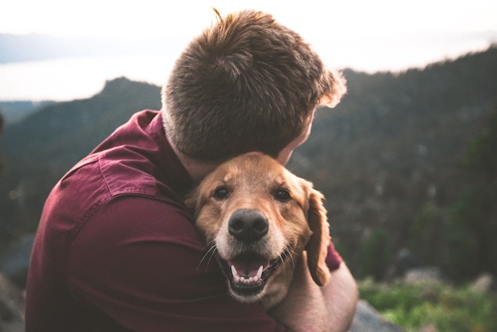 犬の声が枯れているのはもしかして吠えすぎ？