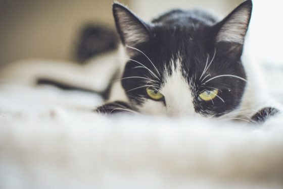 猫　声　枯れる　ガラガラ　猫伝染性鼻気管炎