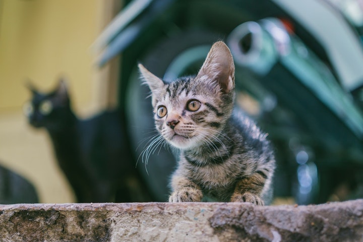 猫　声　枯れる　ガラガラ　鳴き慣れていない