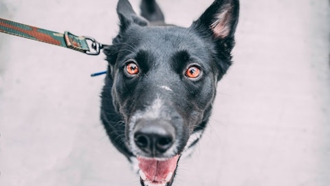 犬の声が枯れるのはなぜ?3つの原因と対処法!のアイキャッチ画像