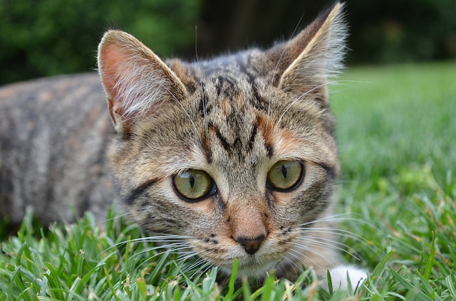 芝生の上の猫
