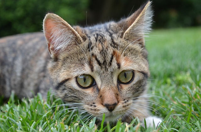 あげるべき？あげないべき？猫が食べる草「猫草」とは。 - CHERIEE あ