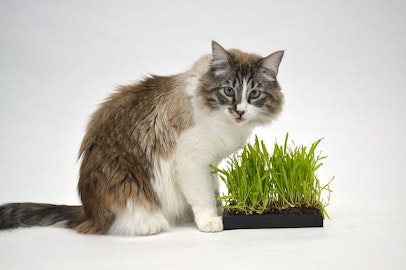 あげるべき？あげないべき？猫が食べる草「猫草」とは。のアイキャッチ画像